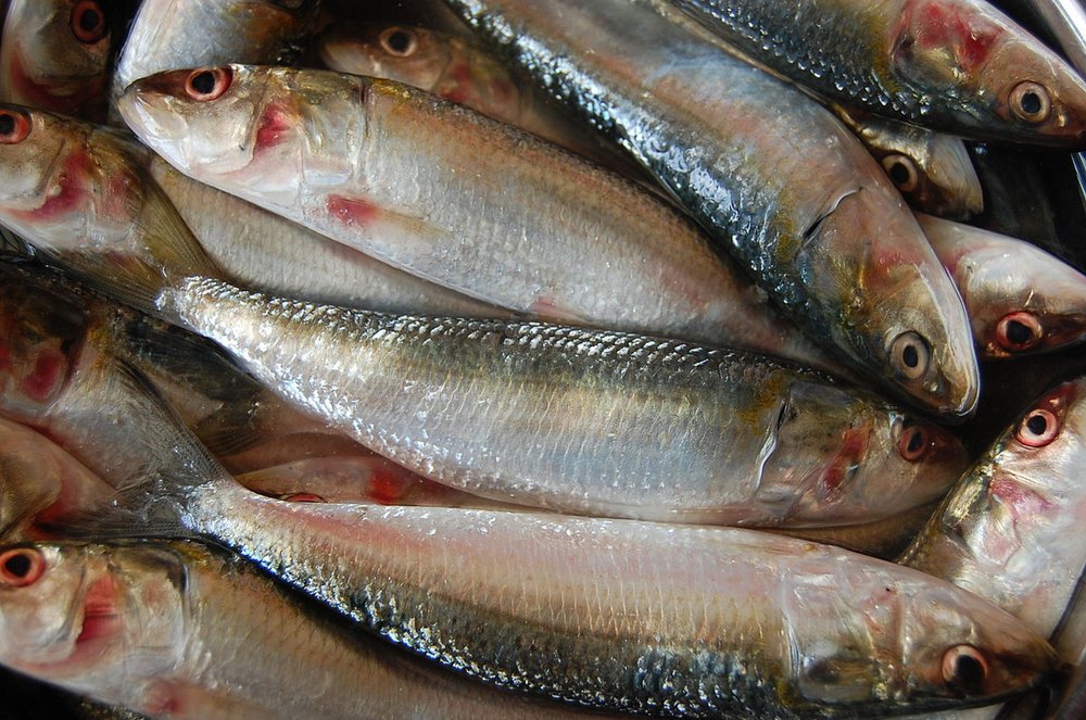 Sardines Fish