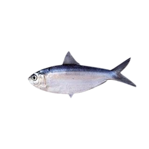 Sardinella Fish
