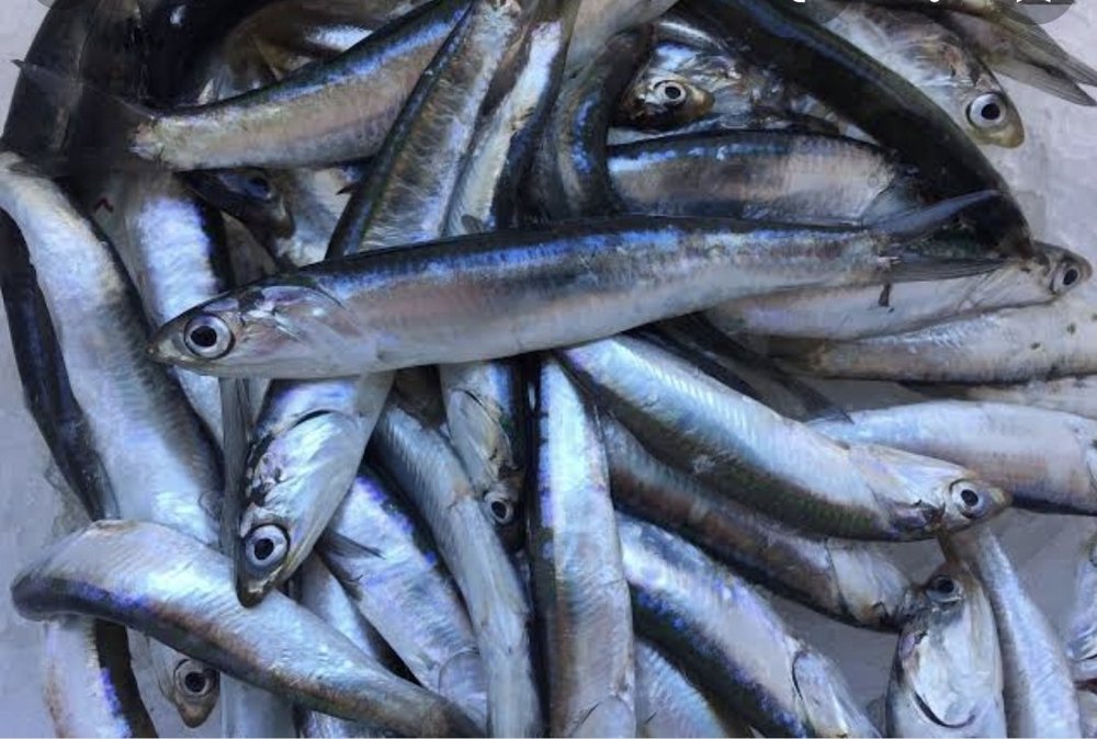 Fresh Anchovies Fish, For Restaurant, Packaging Type: Thermocol Box