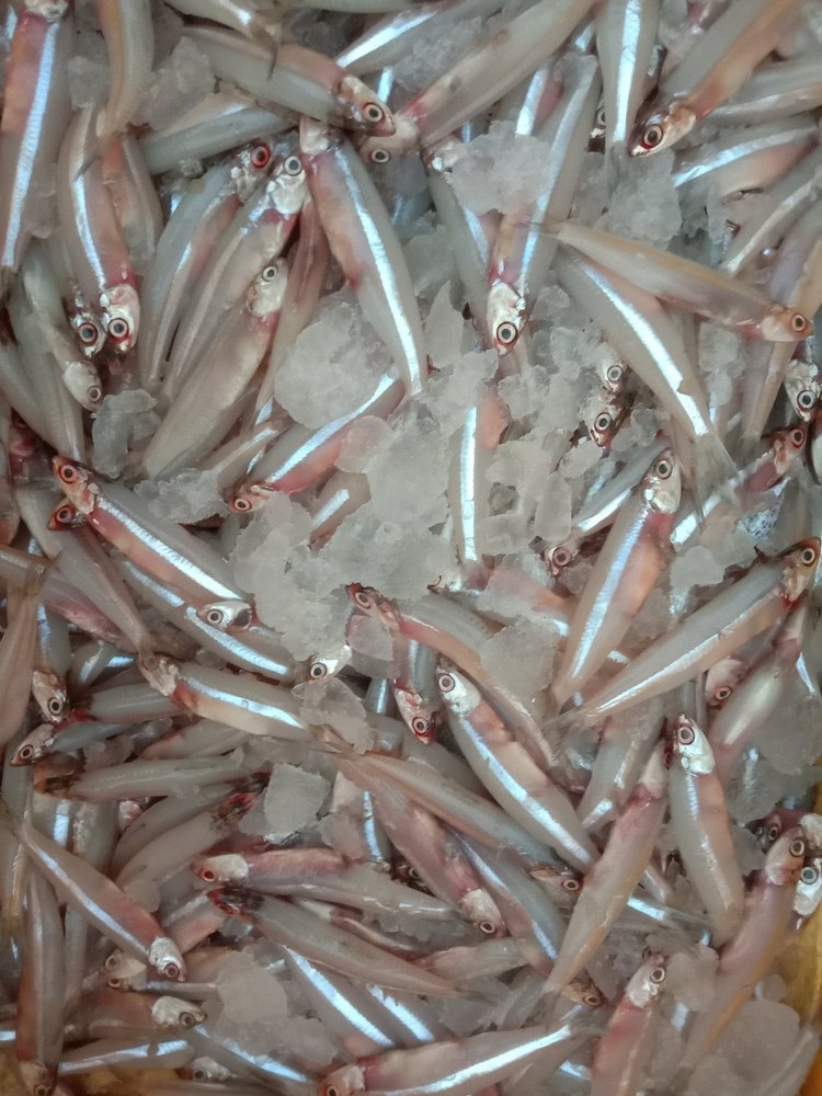 Anchovy Fish, Packaging Type: Thermocol Box