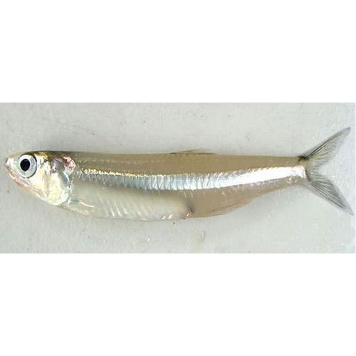 Anchovy Sea Fish, Packaging Type: Thermocol Box And Packet