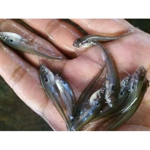 Pabda Fish Seed, 27 - 30 Degree C