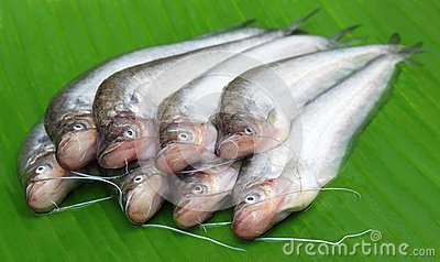 Pabda Fish