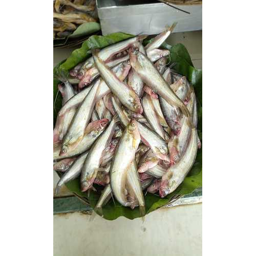 Pabda Fish