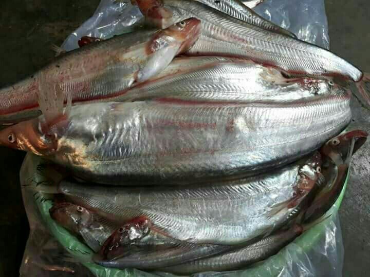 Fresh Pabda Fish