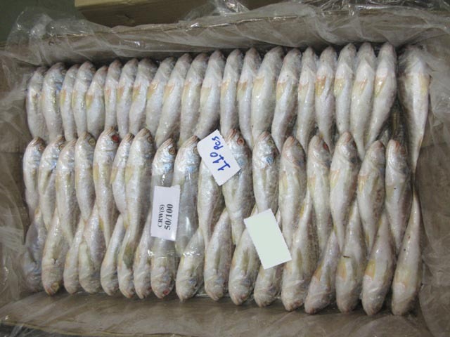Silver Croaker Fish