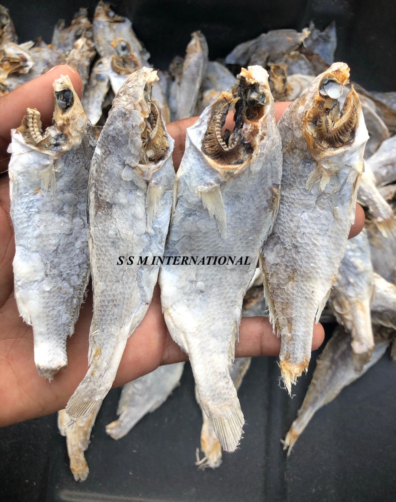 Semi Salted Silver Croaker Fish