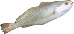 Big Eye Croaker Fish