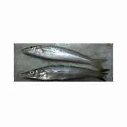 Silver Sillago Fish