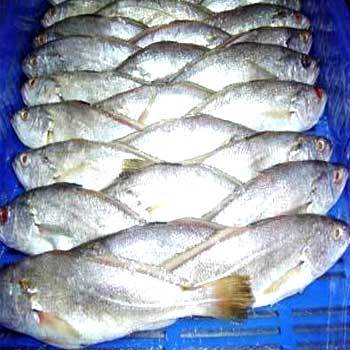 Croaker Fish