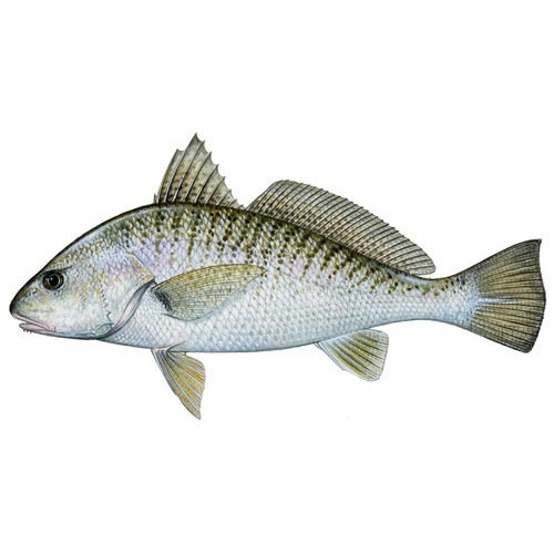 Croaker Fish