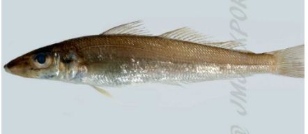 Silver Sillago Fish