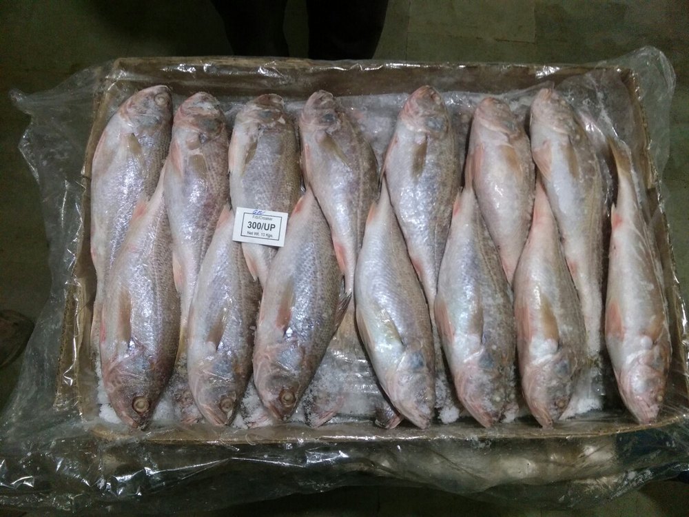 Croaker Fish