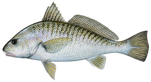 Croaker Fish