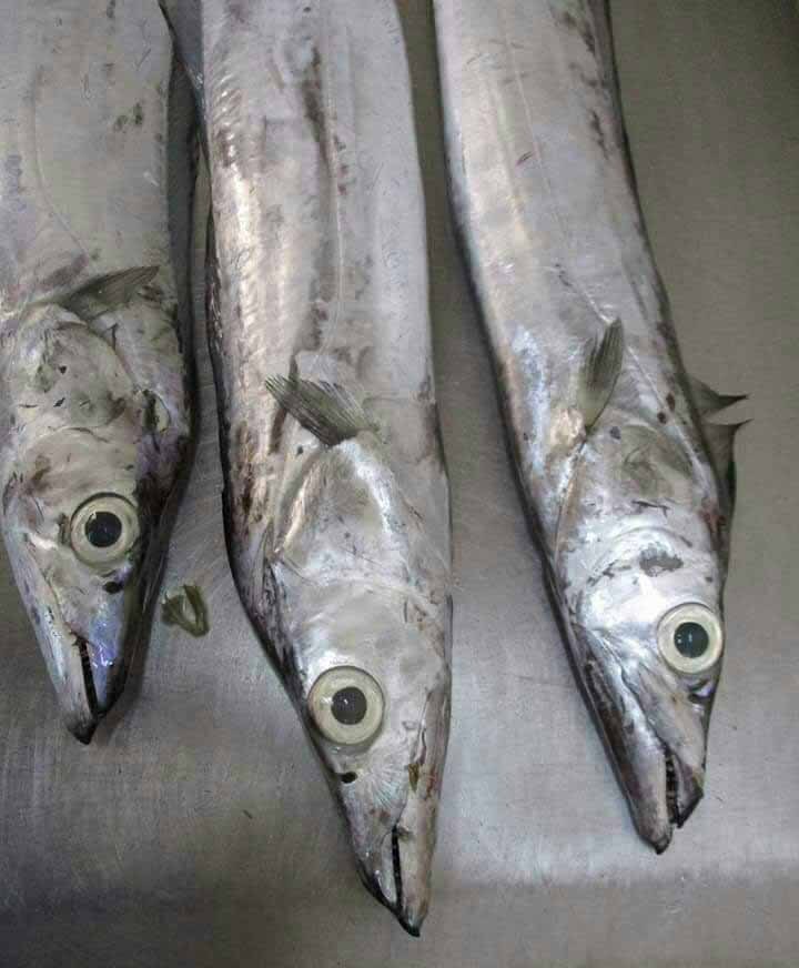 Bulk Quantity Frozen Ribbon Fish, Packaging Type: Box