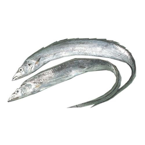 Ribbon Fish