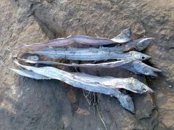 Sea Ribbon Fish