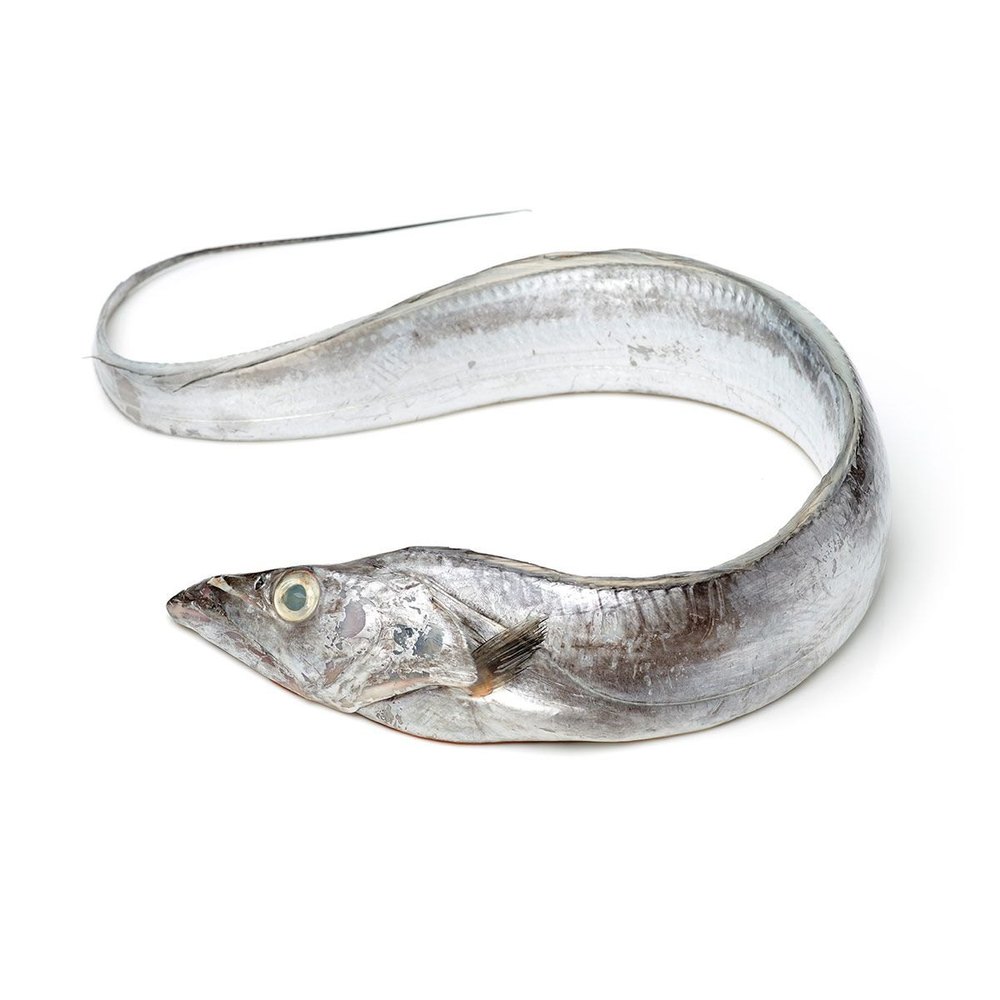 Frozen Ribbon Fish, Packaging Type: Thermocol Box, 2 Kg