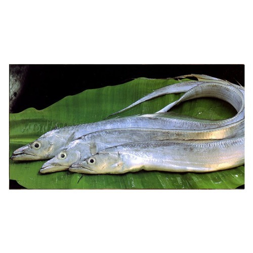 Ribbon Fish