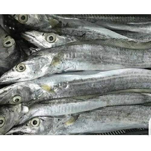 Ribbon Fish, Trichiurus Lepturus, Packaging Type: Thermocol Vacuum Box