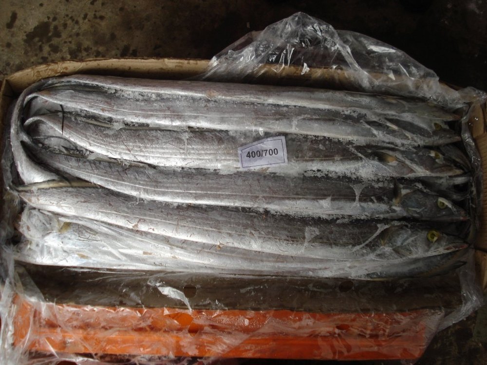 Ribbon fish for sale......worldwide exporter, Packaging Type: custom