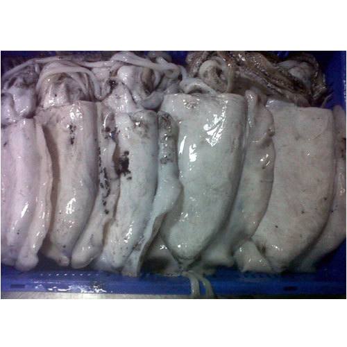Frozen Cuttlefish, for Mess