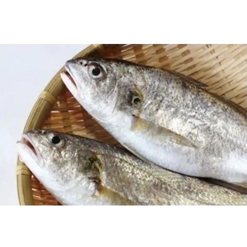 Frozen Ghol Fish, For Restaurant, Packaging Type: Thermocol Box