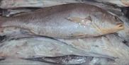 Ghol Fish