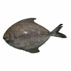 Ghol Fish
