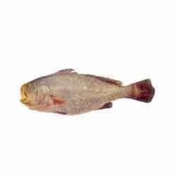Ghol Fish
