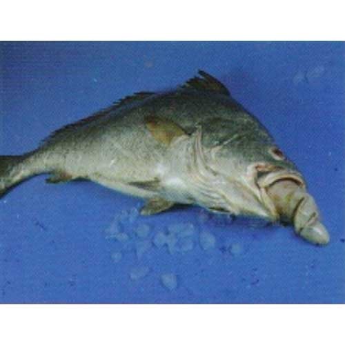 Corvina Ghol Protonibea Diacanthus