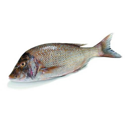 Emperor Fish, for Mess, Packaging Type: Plastic Or Polythene Bag