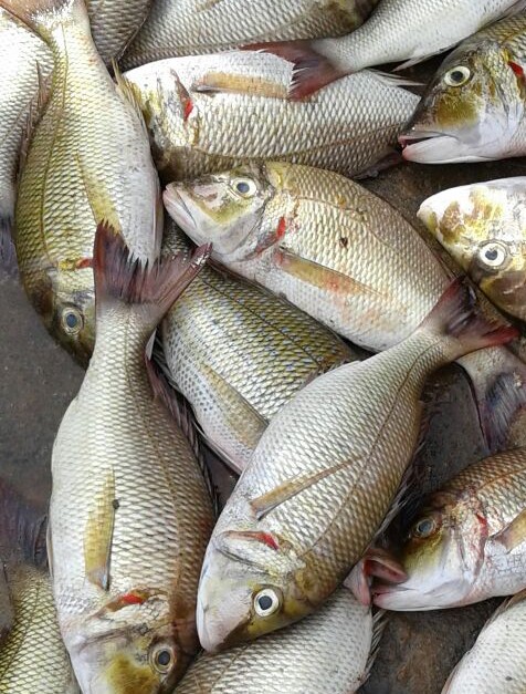 Emperor Fish Vela Meen