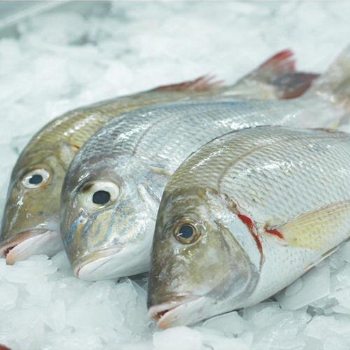 Emperor Fish, For Household And Mess