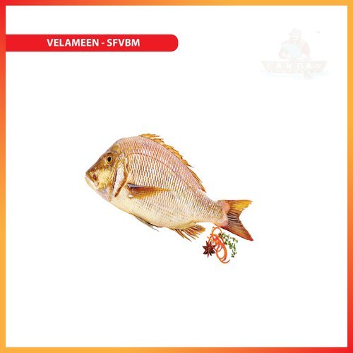 Pamban Seafoods Fresh Velameen - Emperor Fish, Packaging Type: Thermocol Box