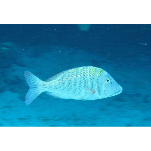 Mahsena Emperor Fish, Packaging Type: Thermocol Box