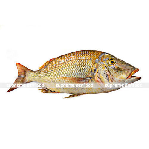 Emperor Fish ( Vilaimeen ) for Restaurant , Packaging Type: Thermocol Box