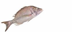 Mahsena Emperor Fish
