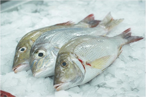 Emperor Fishes