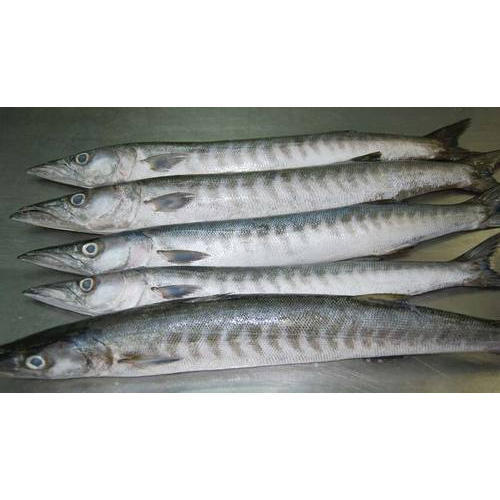 Frozen Barracuda fish, Packaging Type: Carton