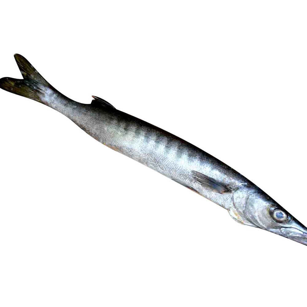 Barracuda Fish for Restaurant