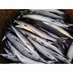 Ribbon Fish, Packaging Type: Thermocol Box