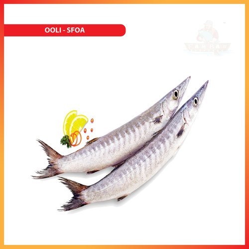 Pamban Seafoods Fresh Ooli - Barracuda Fish, Packaging Type: Thermocol Box
