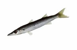Fresh Barracuda Fish