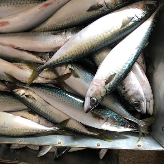 UR WISH Frozen Barracuda Fish