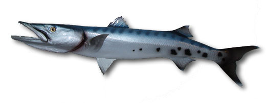 Barracuda Fish