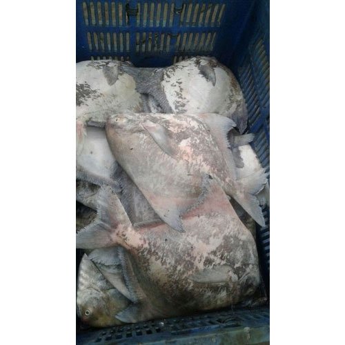 Chinese Pomfret Fish
