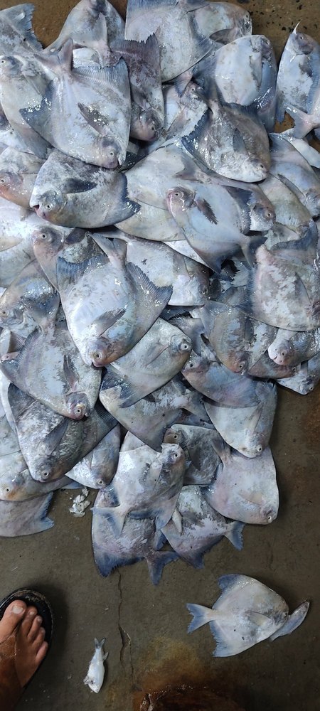 Fresh And Frozen Chinese Pomfret Fish, Packaging Type: Thermocol Box, Size: Big
