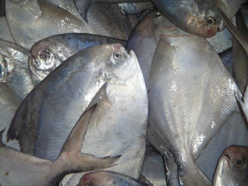 Chinese Pomfret