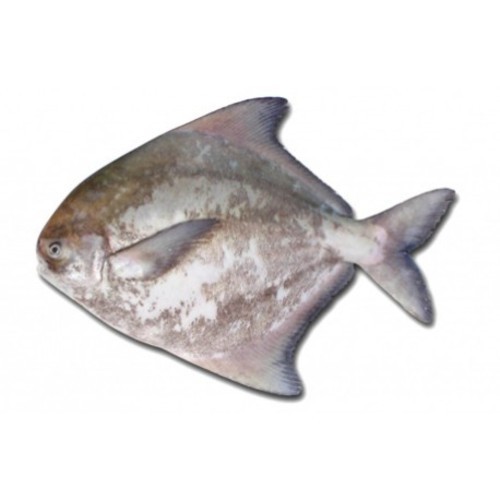 Chinese Pomfret Fish, for Restaurant, Packaging Type: Carton